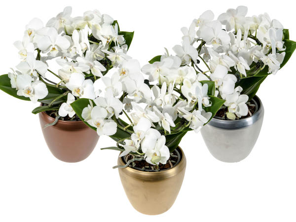 Orchidee in Keramik