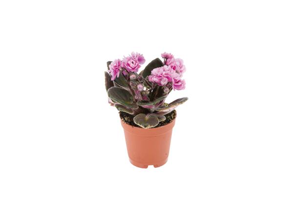 Mini Flowering Plants