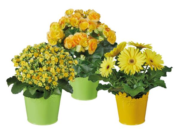 Flowering plants