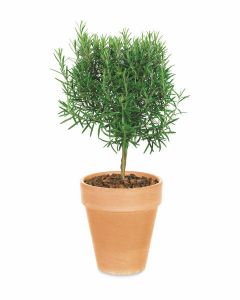 Herb Stems In Terracotta