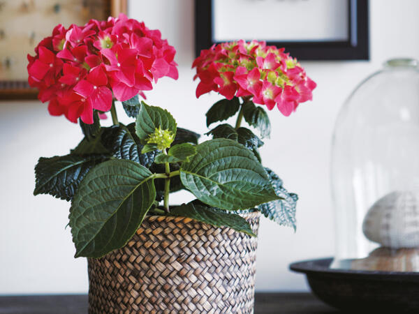 Hortensia