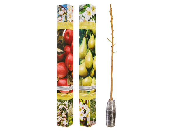 Obstbaum in Faltschachtel