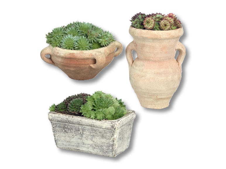 Plante pour jardin de rocaille