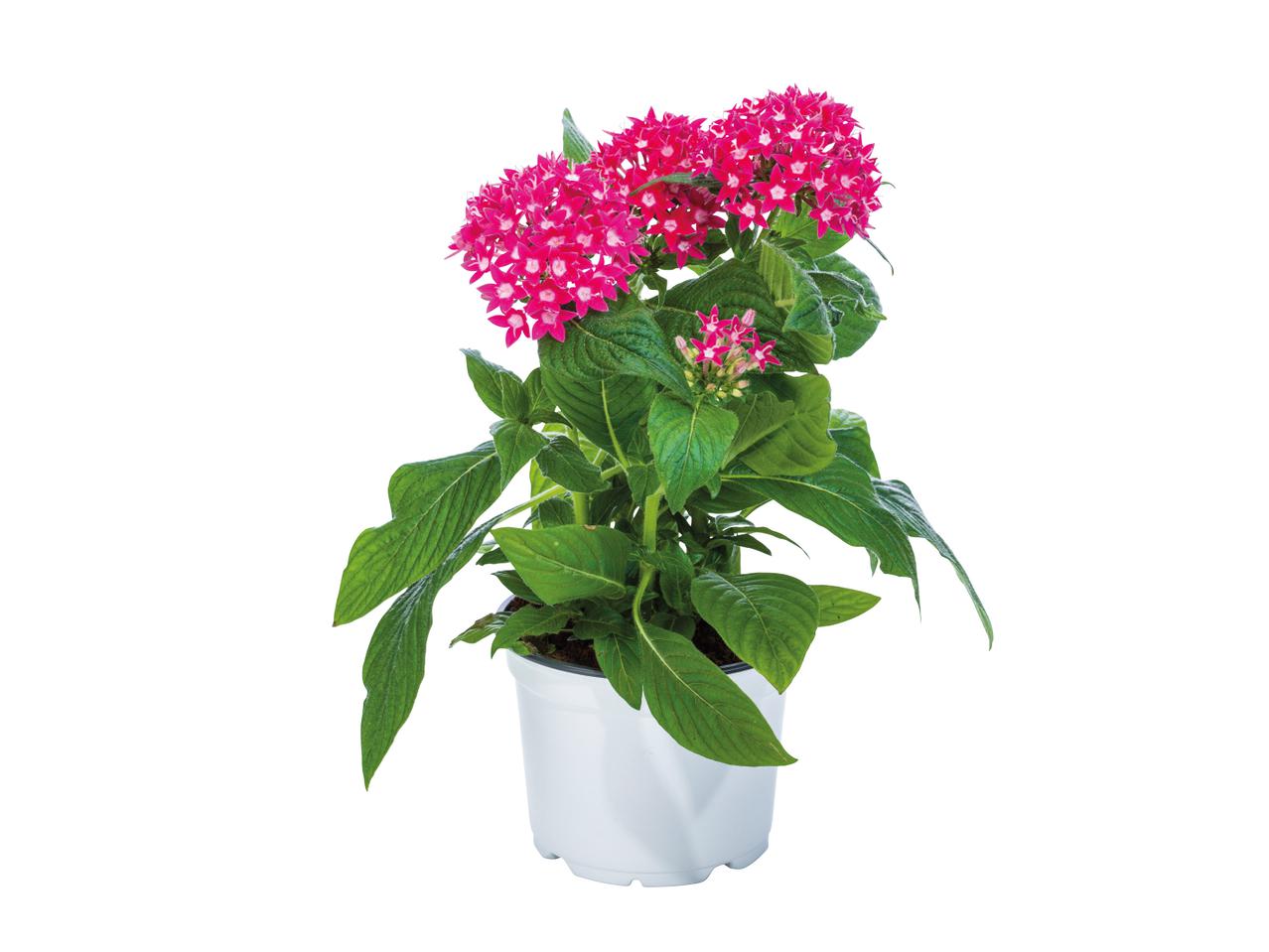 Pentas Lancelotata1