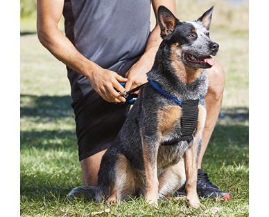 Dog Harness