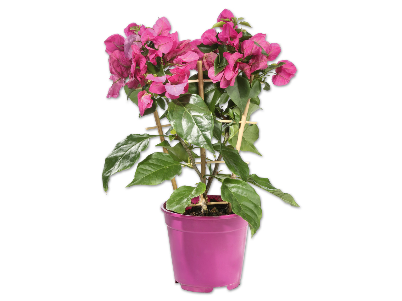 Bougainvillea