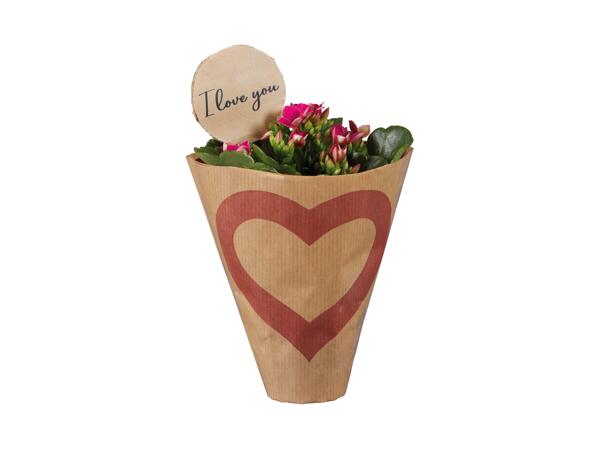 Mini Kalanchoe "I Love You"