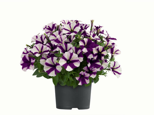 Pétunia bicolore