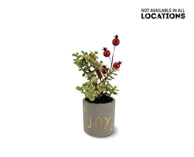 Mini Holiday Succulent