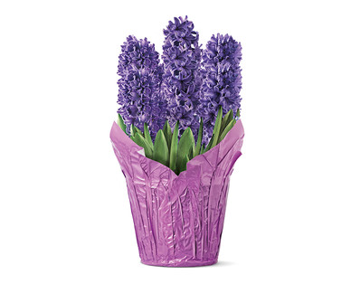 Hyacinth, Tulip or Lily