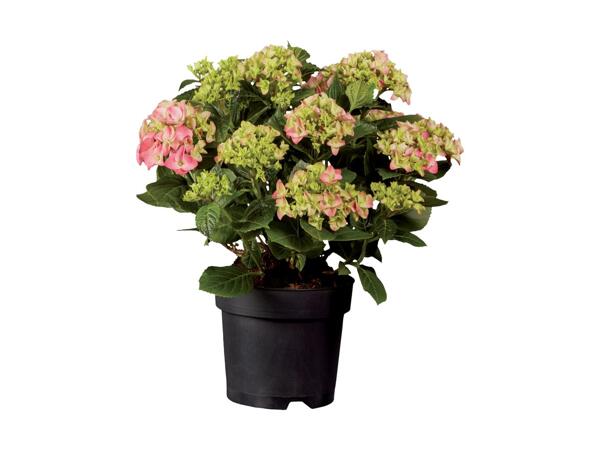 Large Hydrangea