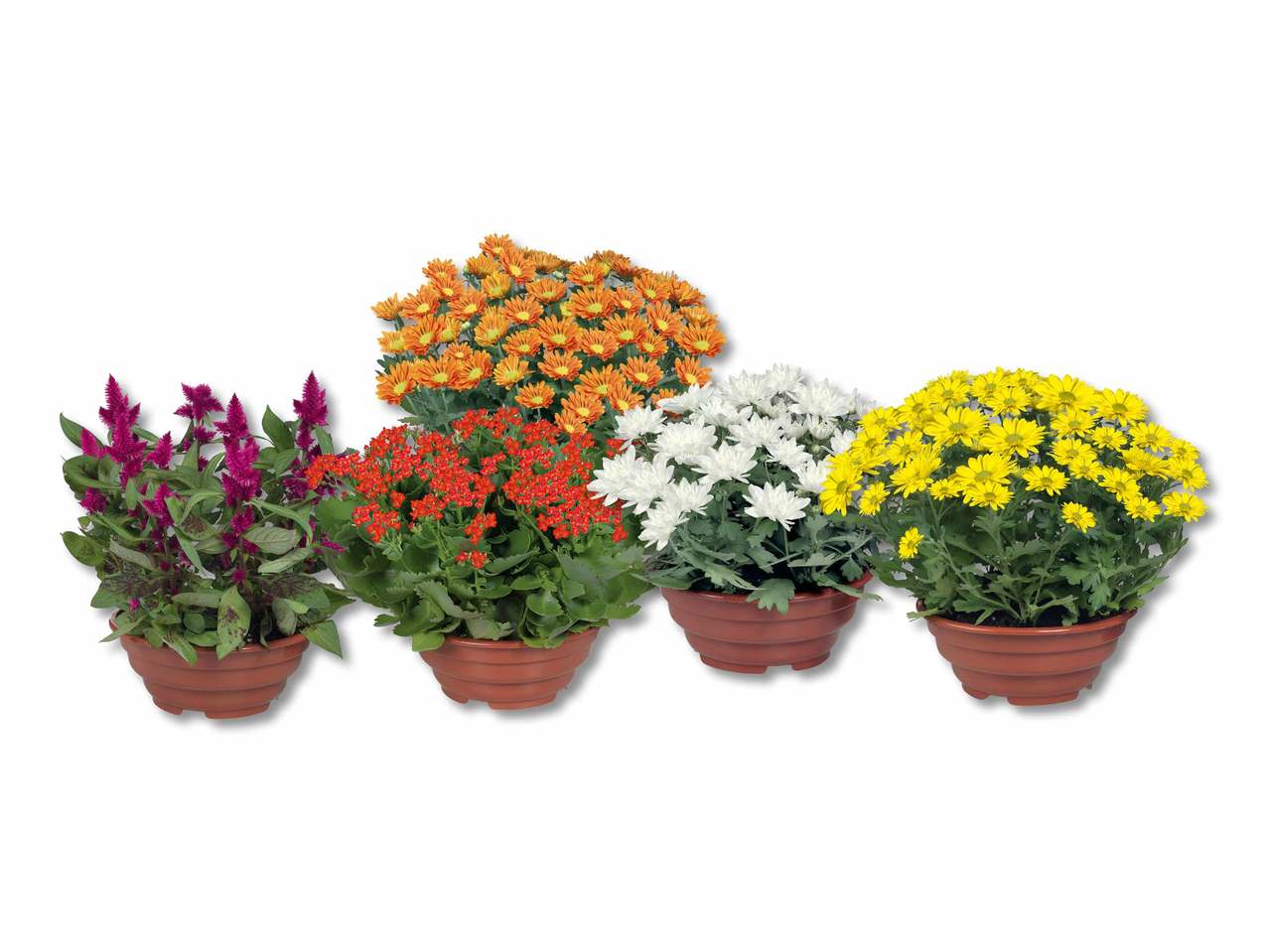 Plante à fleurs dans une coupe