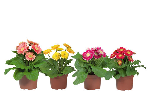 Gerbera