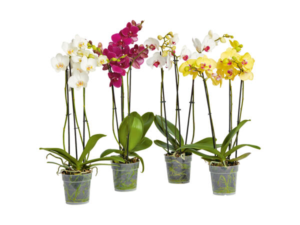 Phalaenopsis 3 tiges