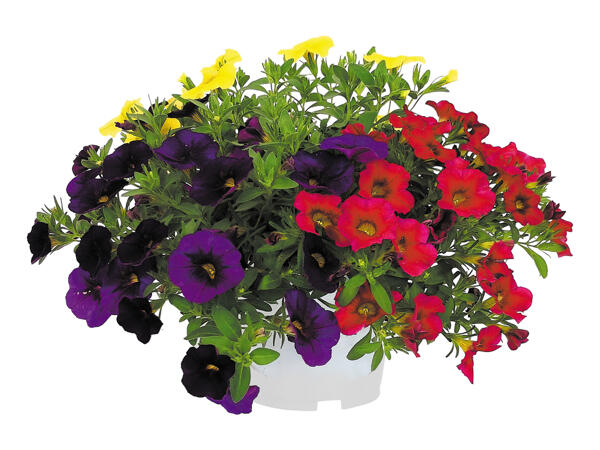 Calibrachoa