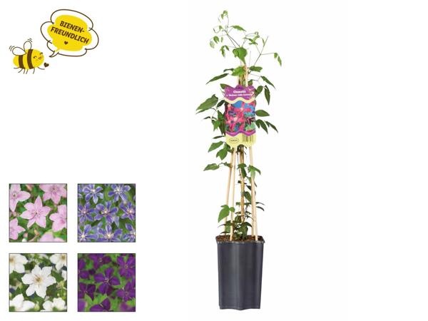 Clematis (Waldrebe)