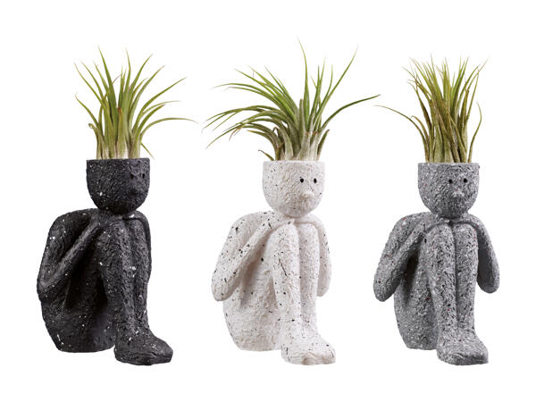 Tillandsia "Thinkers"