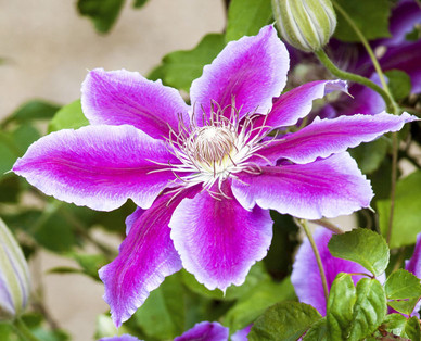 Clematis am Spalier