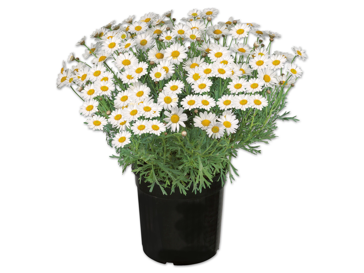 Margeritenbusch