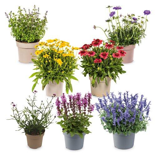 Staudenmix "BeeBetter"