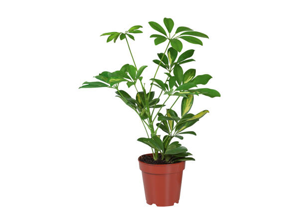 Green Plants