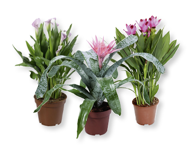 Pianta esotica in fiore