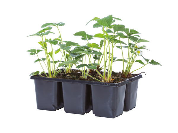 Strawberry Plants