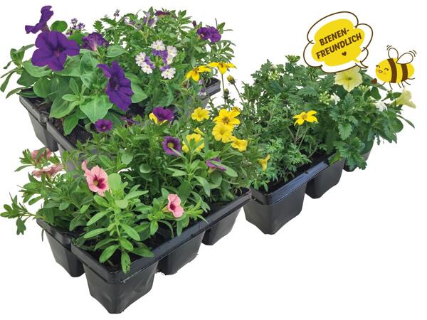 Beetpflanzenkollektion 6er Tray