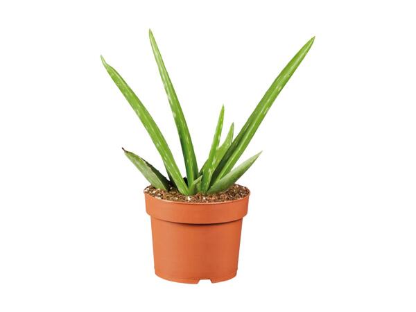 Aloe vera