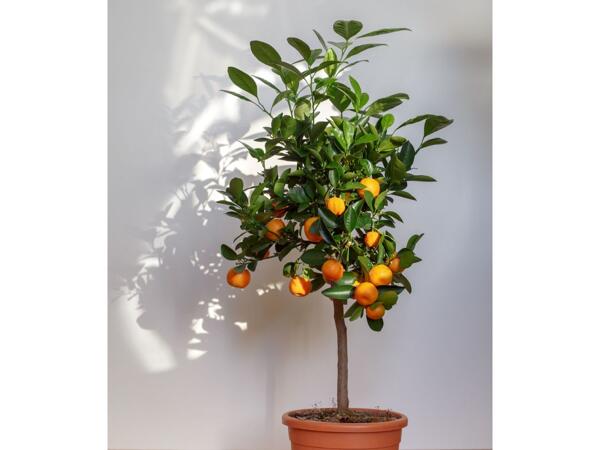 Opstammet citrusplante