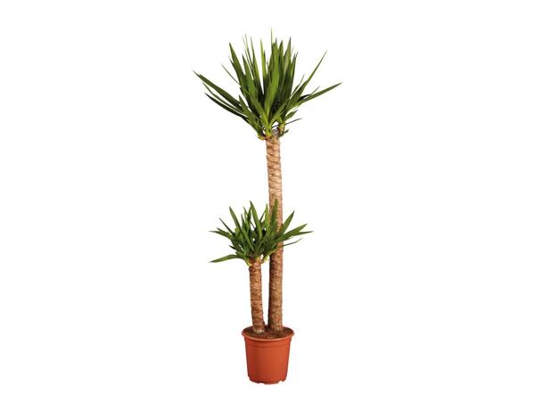 Large Houseplant