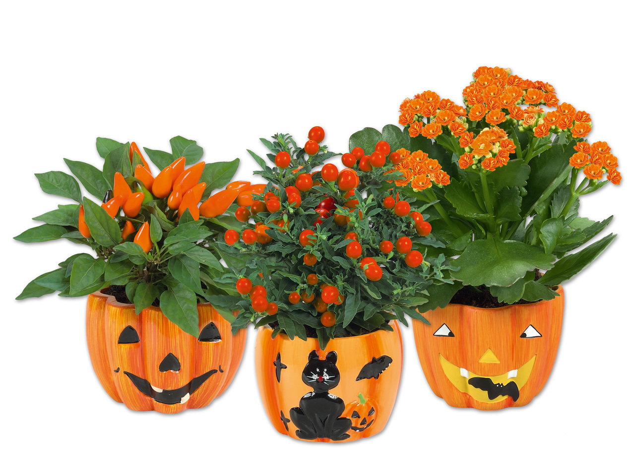 Bepflanzter Halloweenkürbis