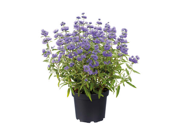 Caryopteris Cland Blue Empire