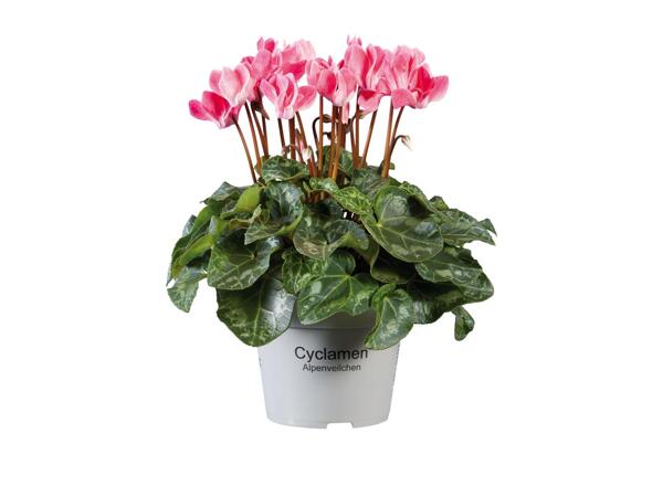 British Cyclamen