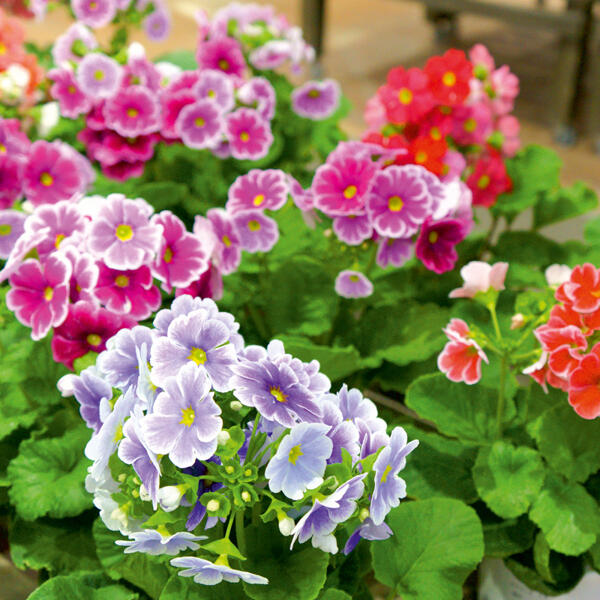 Primula Obconica "Touch me"