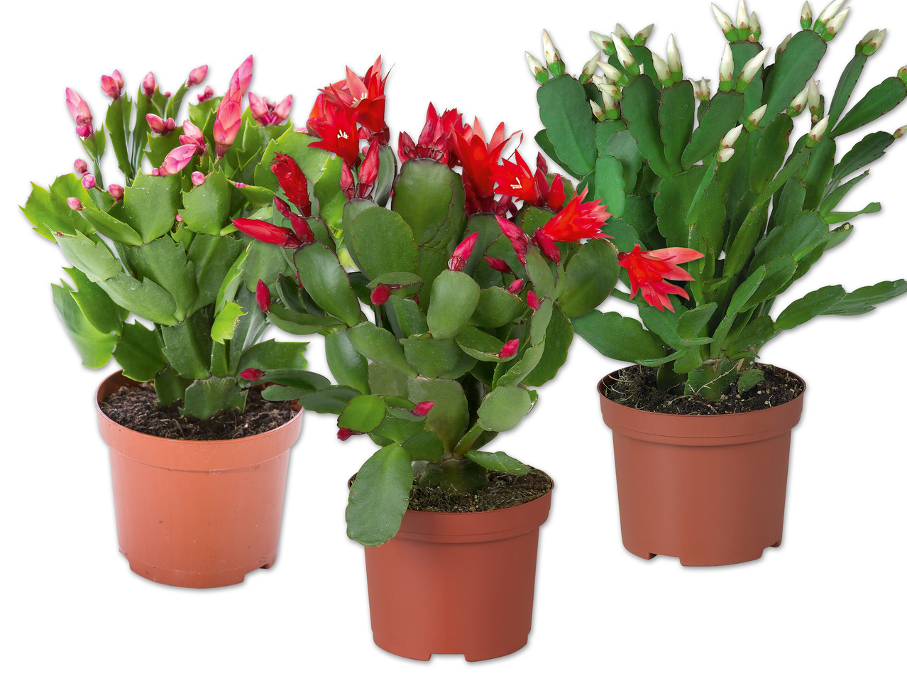 Schlumbergera (Weihnachtskaktus)
