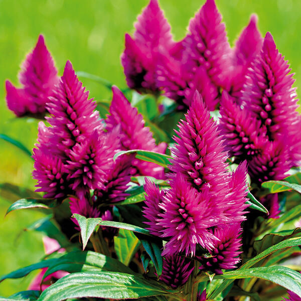 Celosia Deep Purple