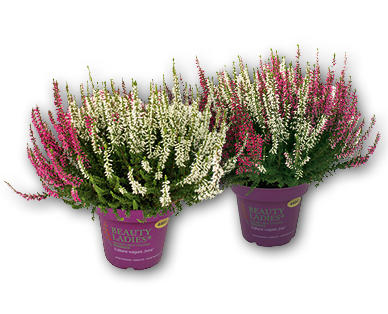 Calluna