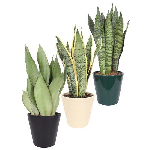 GARDENLINE Sansevieria