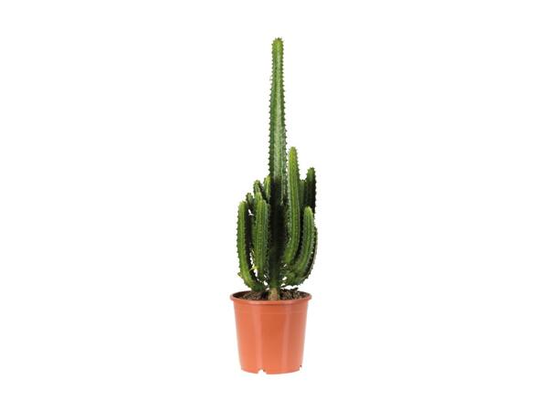 Giant Cactus Mix