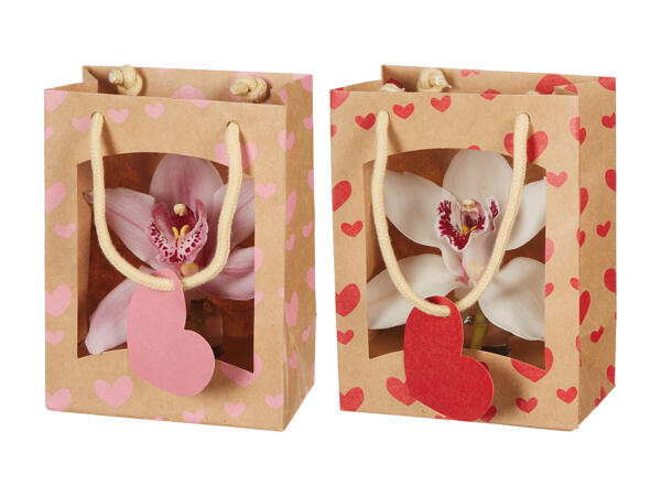 Cymbidium en paquet cadeau avec des cœurs