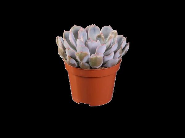 Succulent