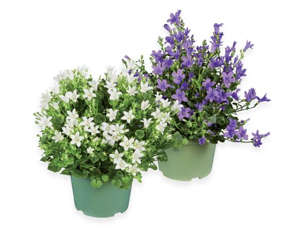 Bellflower