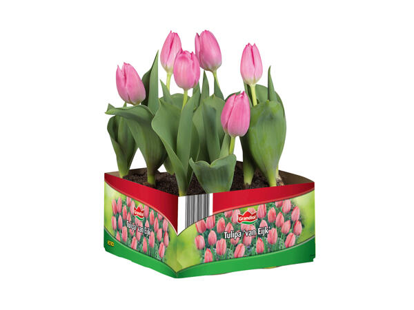 Blomsterløgmix i 4'er bakke