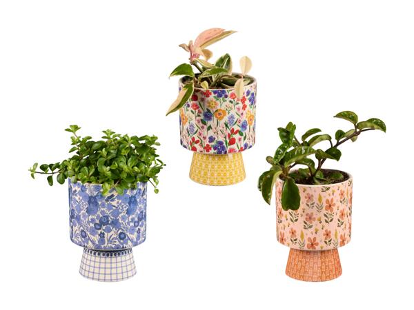 Plantes vertes dans un pot en céramique à fleurs