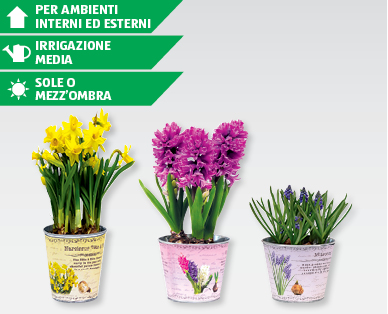 Piante bulbose GARDENLINE(R)