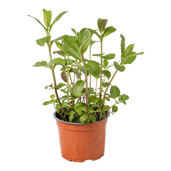 Biokruidenplant