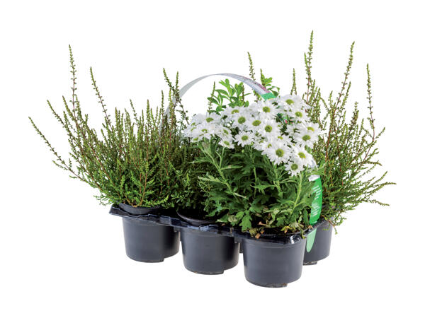 Outdoor miks 6'er bakke