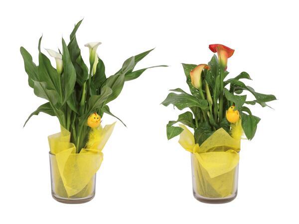 Calla en vase avec poussin et chiffon