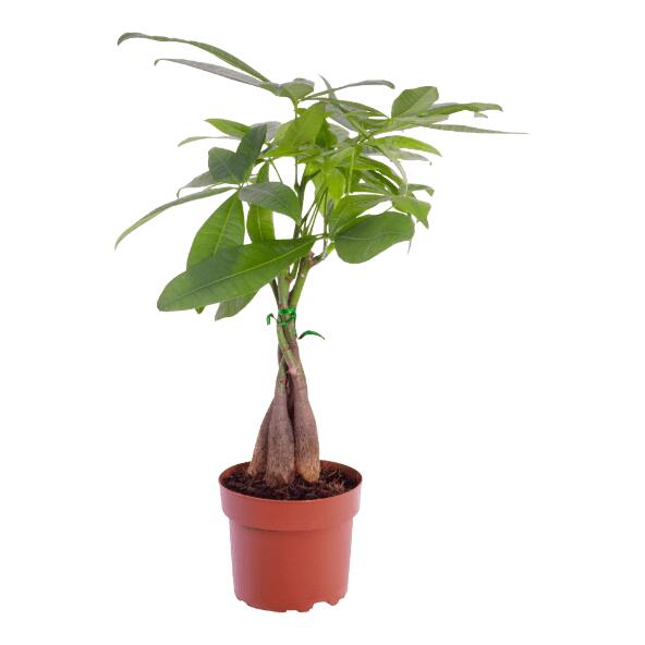 Zamioculcas ou pachira